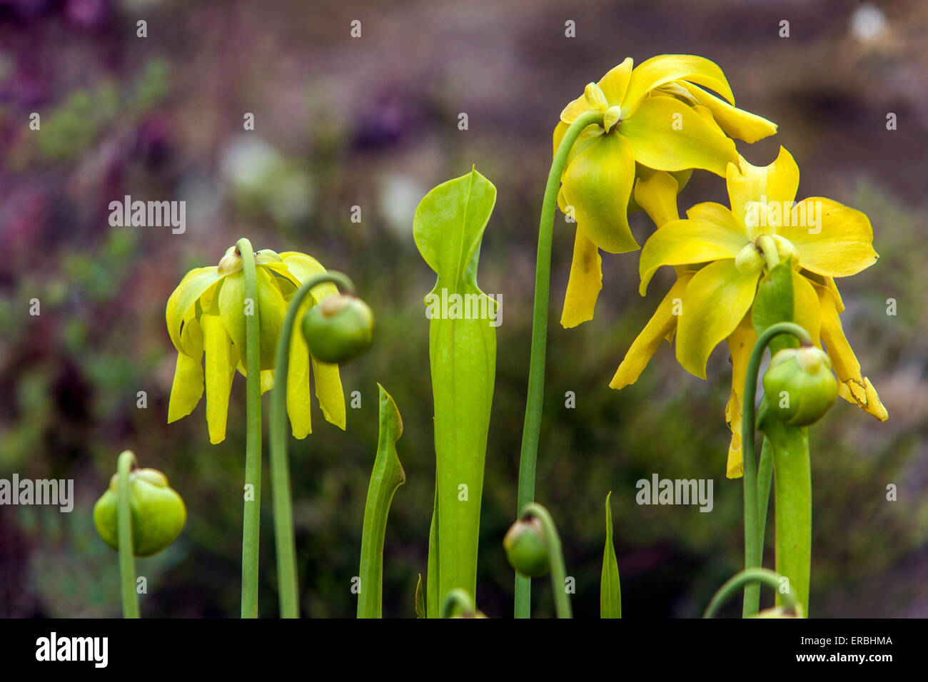 Sarracenia oreophila. Caraffa pianta torba muschio fiori Foto Stock