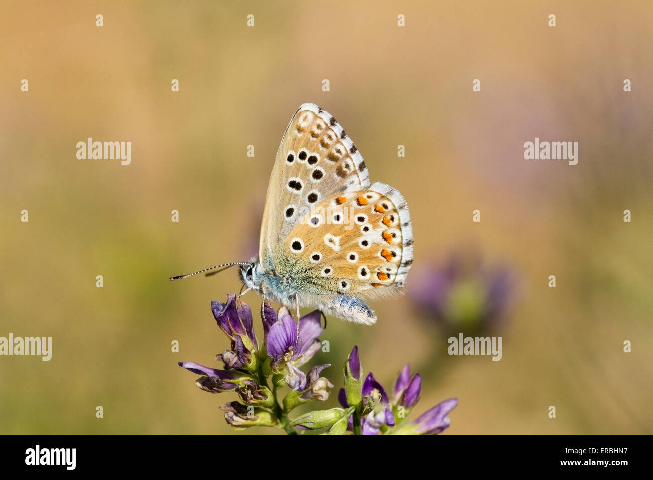 Blue Butterfly avanzamento sul fiore, Spagna Foto Stock