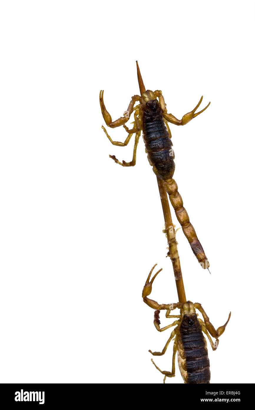 Scorpioni gialli fritti o cotti su un bastone, venduti al mercato notturno di Donghuamen a Wangfujing, Pechino, Cina - un esempio di cibo strano o strano Foto Stock