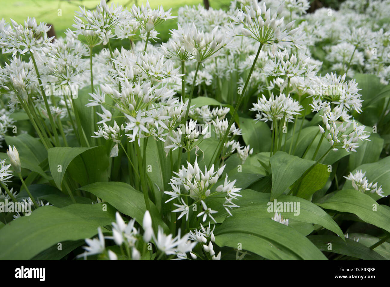 Aglio selvatico Allium ursinum Foto Stock