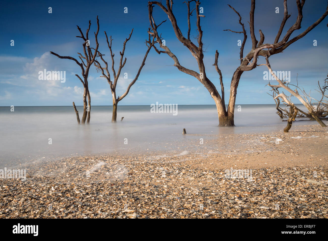 La mattina presto in luce il cimitero in Spiaggia a Botany Bay in Edisto Island, nella Carolina del Sud. Il Oceano Atlantico lentamente ha consumato la foresta costiera attraverso erosione naturale lasciando dietro di carcasse di alberi morti. Foto Stock