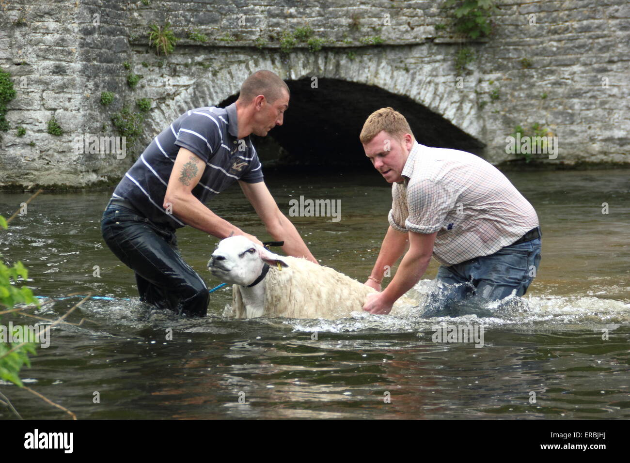 Le pecore sono immersi nel fiume Wye a Ashford-nel-l'acqua nel Parco Nazionale di Peak District, Derbyshire, Regno Unito Foto Stock