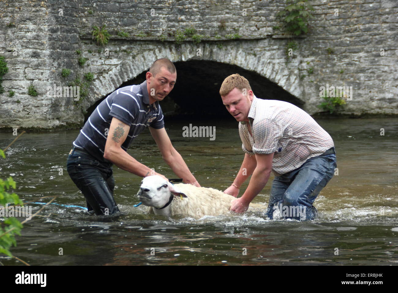 Le pecore sono immersi nel fiume Wye a Ashford-nel-l'acqua nel Parco Nazionale di Peak District, Derbyshire, Regno Unito Foto Stock