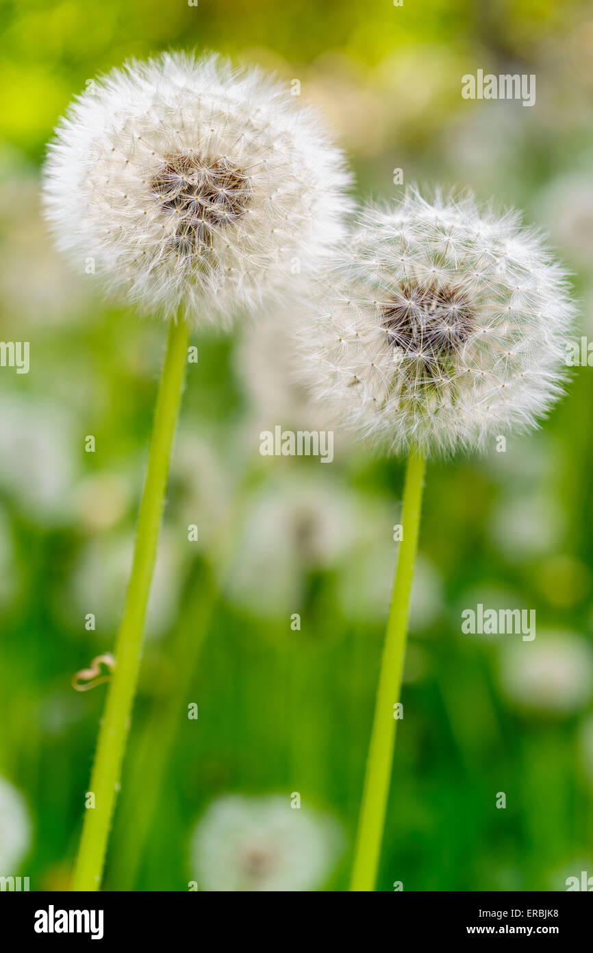 Tarassaco fiori in un campo, close-up Foto Stock