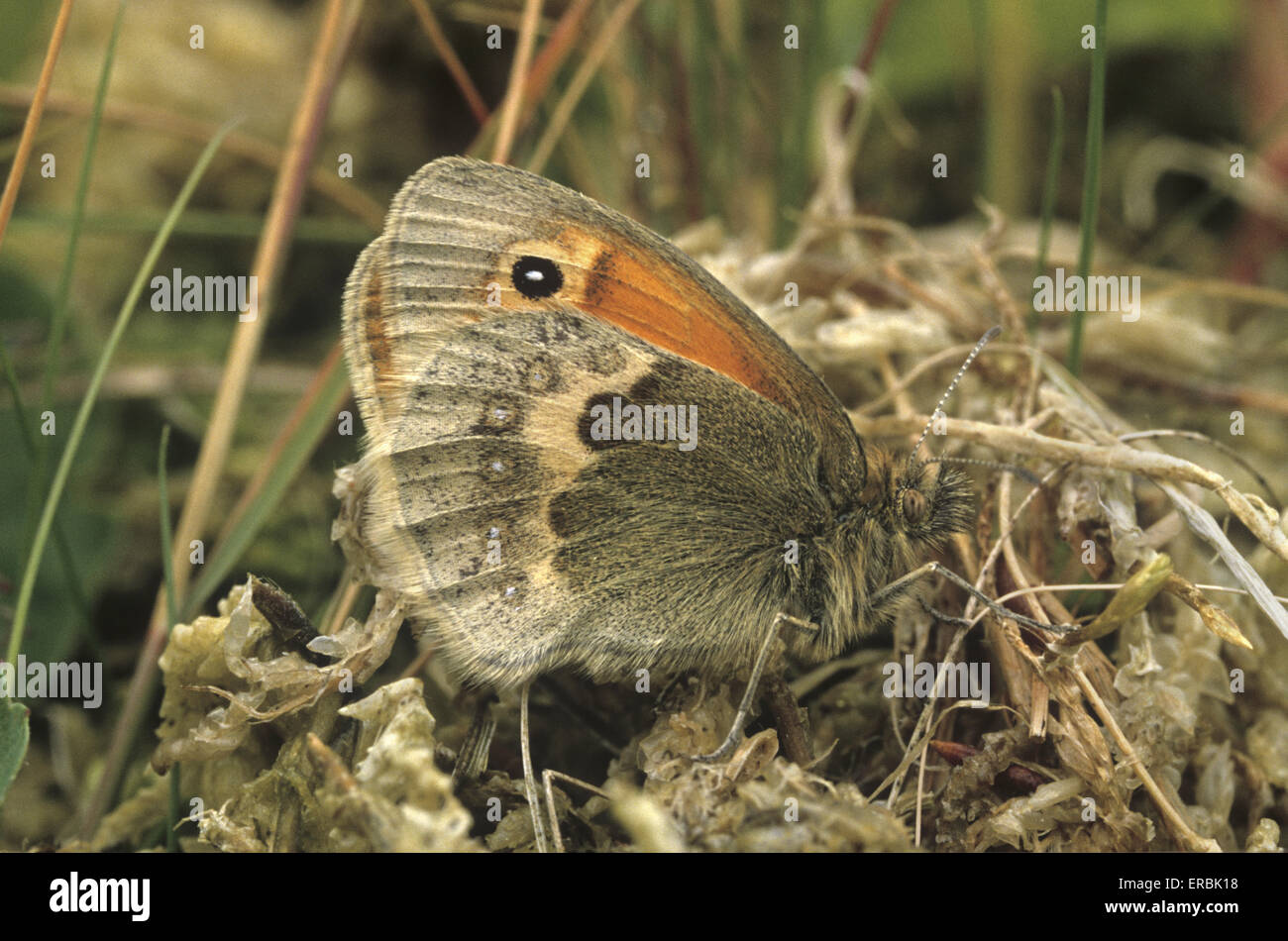 Grande Heath - Coenonympha tullia Foto Stock