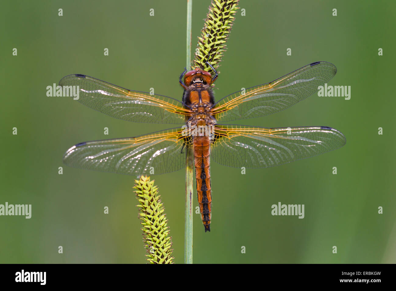 Scarsa chaser Libellula fulva, immaturi maschio, appollaiato su comuni carici, Wheatfen, Norfolk, Regno Unito in giugno. Foto Stock