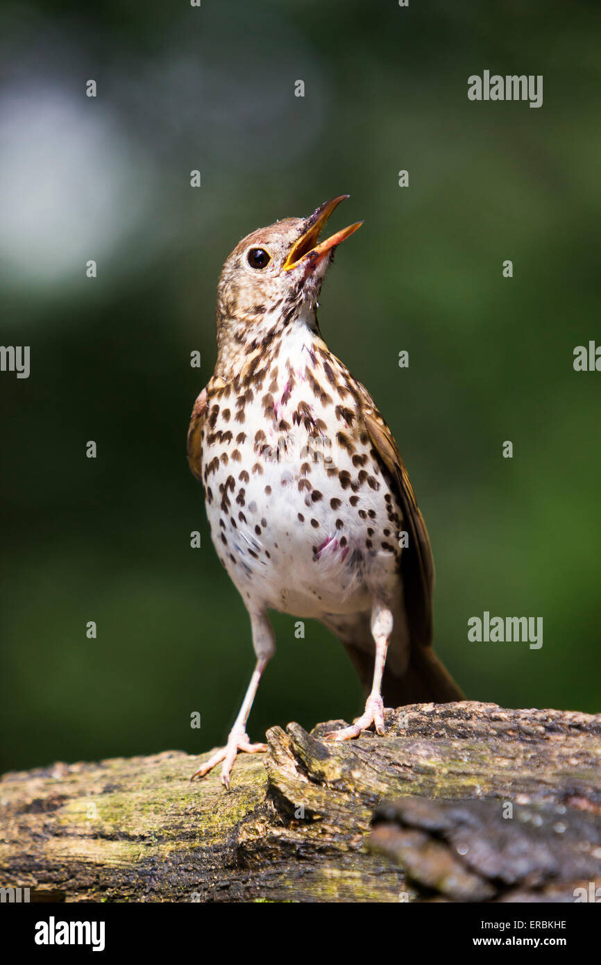 Tordo bottaccio Turdus philomelos chiamando dal log in boschiva, Soltvadkert, Ungheria in giugno. Foto Stock