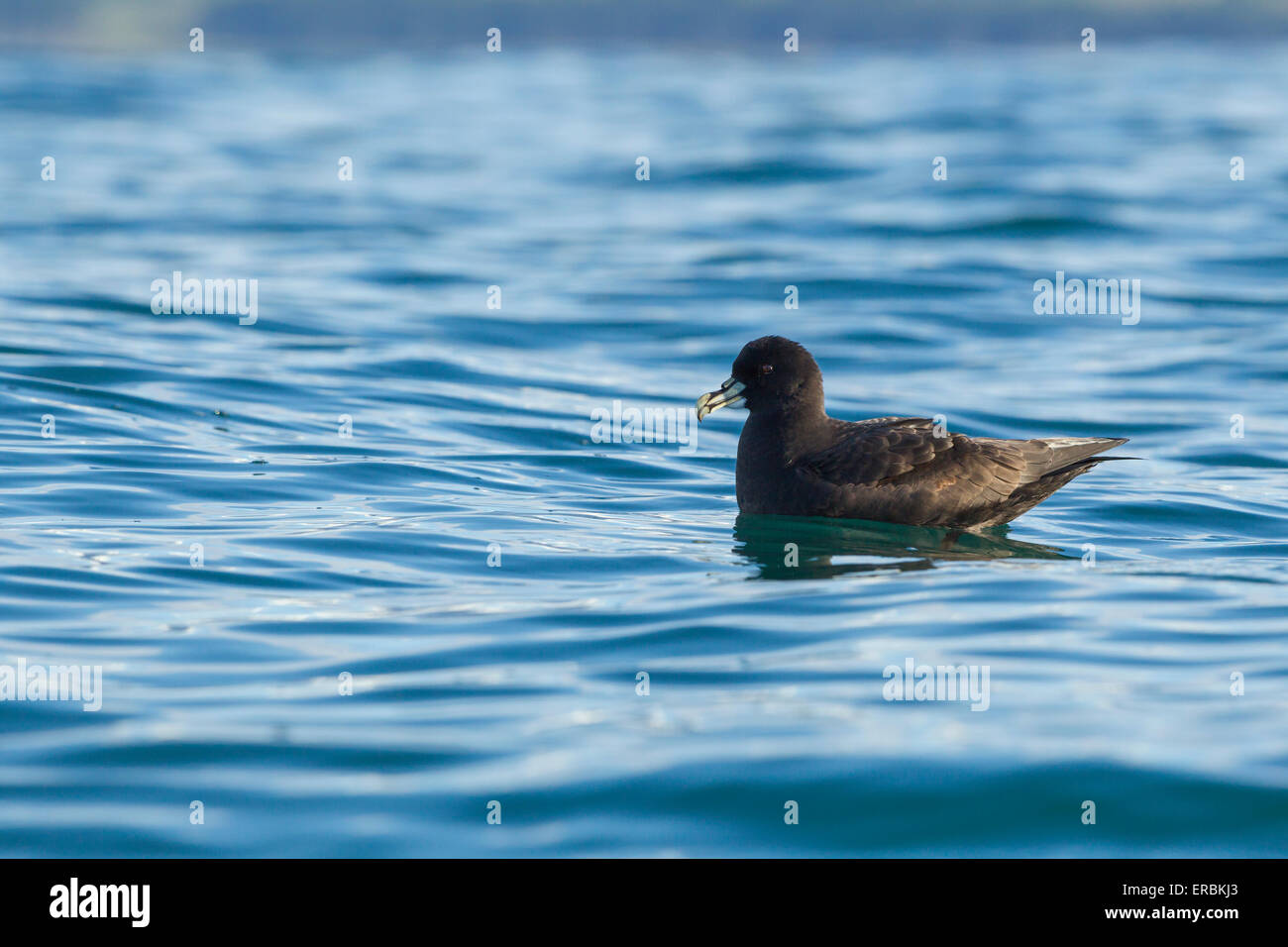 Bianco-chinned petrel Procellaira aequinoctialis, poggiante su acqua, Kaikoura, Nuova Zelanda nel mese di novembre. Foto Stock