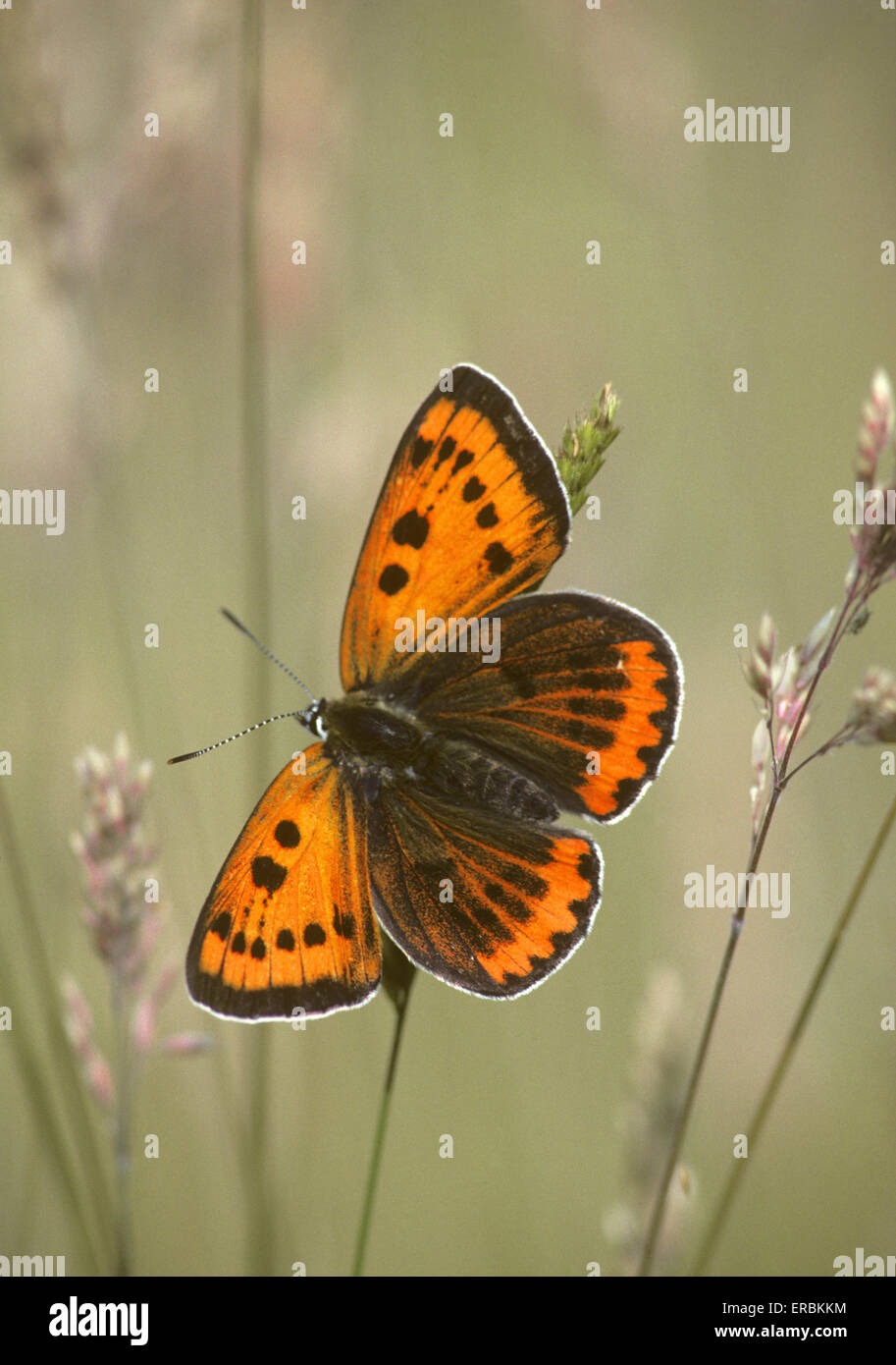 Rame di grandi dimensioni - Lycaena dispar Foto Stock