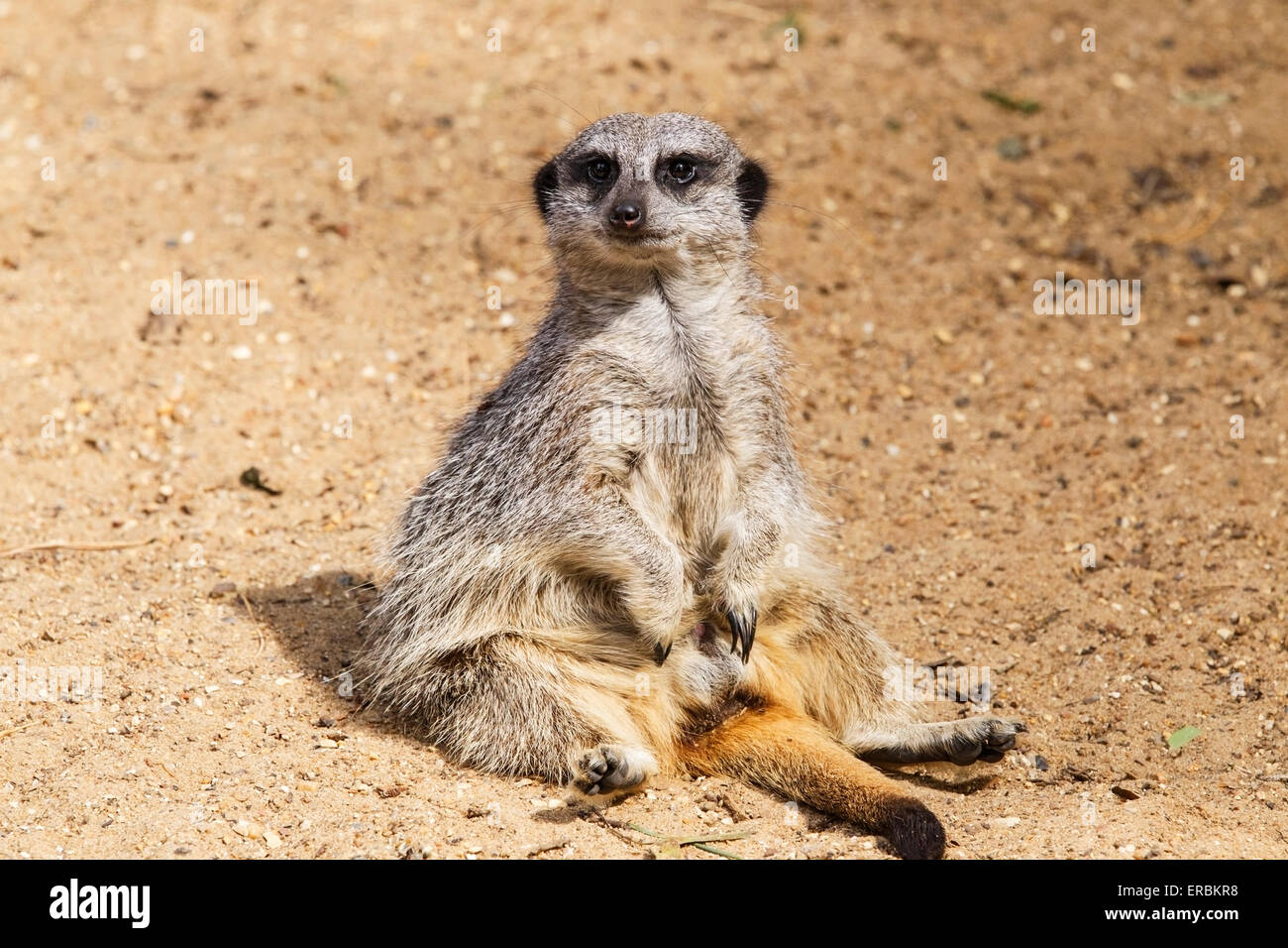 Meerkat (Suricata suricatta) adulto in appoggio sul suolo sabbioso Foto Stock