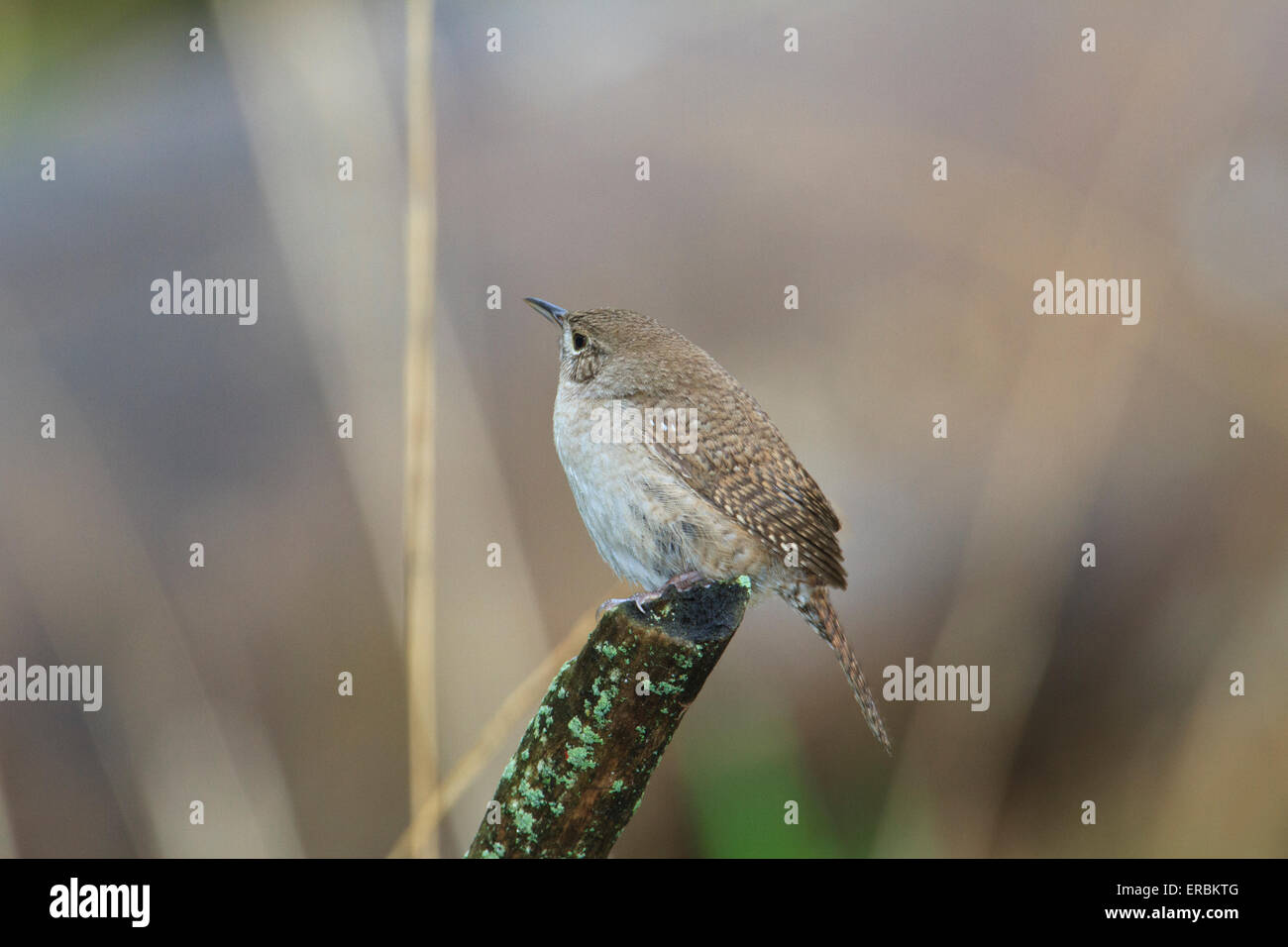 Appollaiato house wren (Troglodytes aedon) Foto Stock