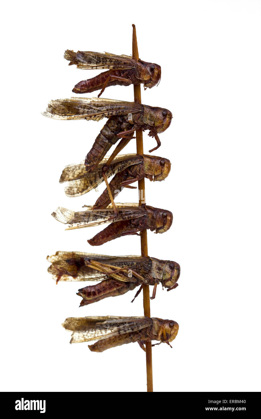 Dragonflies cotte su un bastone al mercato notturno di Donghuamen a Pechino in Cina - un esempio dello strano o strano cibo mangiato dalle persone di tutto il mondo Foto Stock