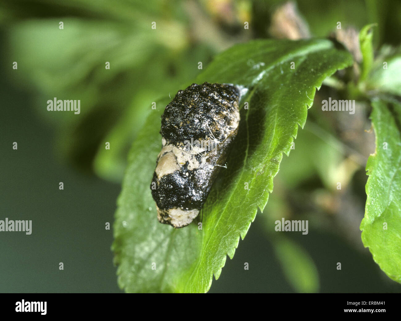 Nero - Hairstreak Satyriuim pruni - pupa Foto Stock