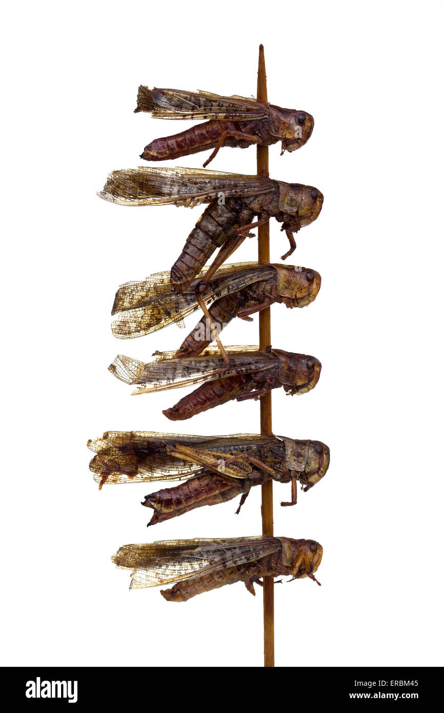 Dragonflies cotte su un bastone al mercato notturno di Donghuamen a Pechino in Cina - un esempio dello strano o strano cibo mangiato dalle persone di tutto il mondo Foto Stock