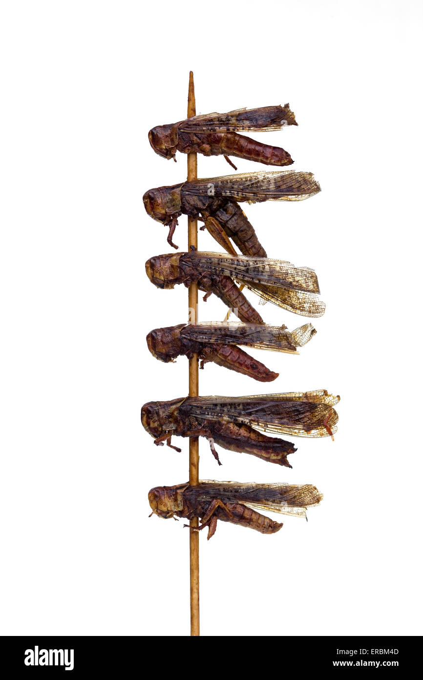 Dragonflies cotte su un bastone al mercato notturno di Donghuamen a Pechino in Cina - un esempio dello strano o strano cibo mangiato dalle persone di tutto il mondo Foto Stock