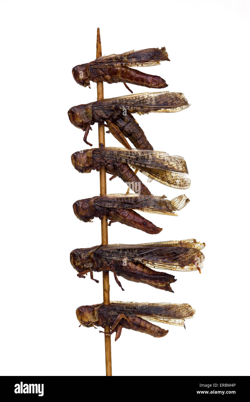 Dragonflies cotte su un bastone al mercato notturno di Donghuamen a Pechino in Cina - un esempio dello strano o strano cibo mangiato dalle persone di tutto il mondo Foto Stock