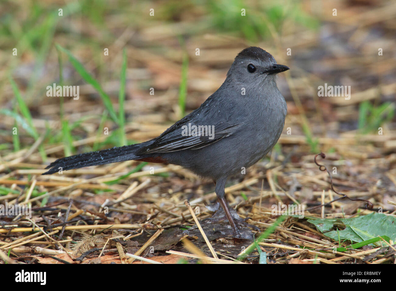 Grigio (catbird Dumetella carolinensis) Foto Stock