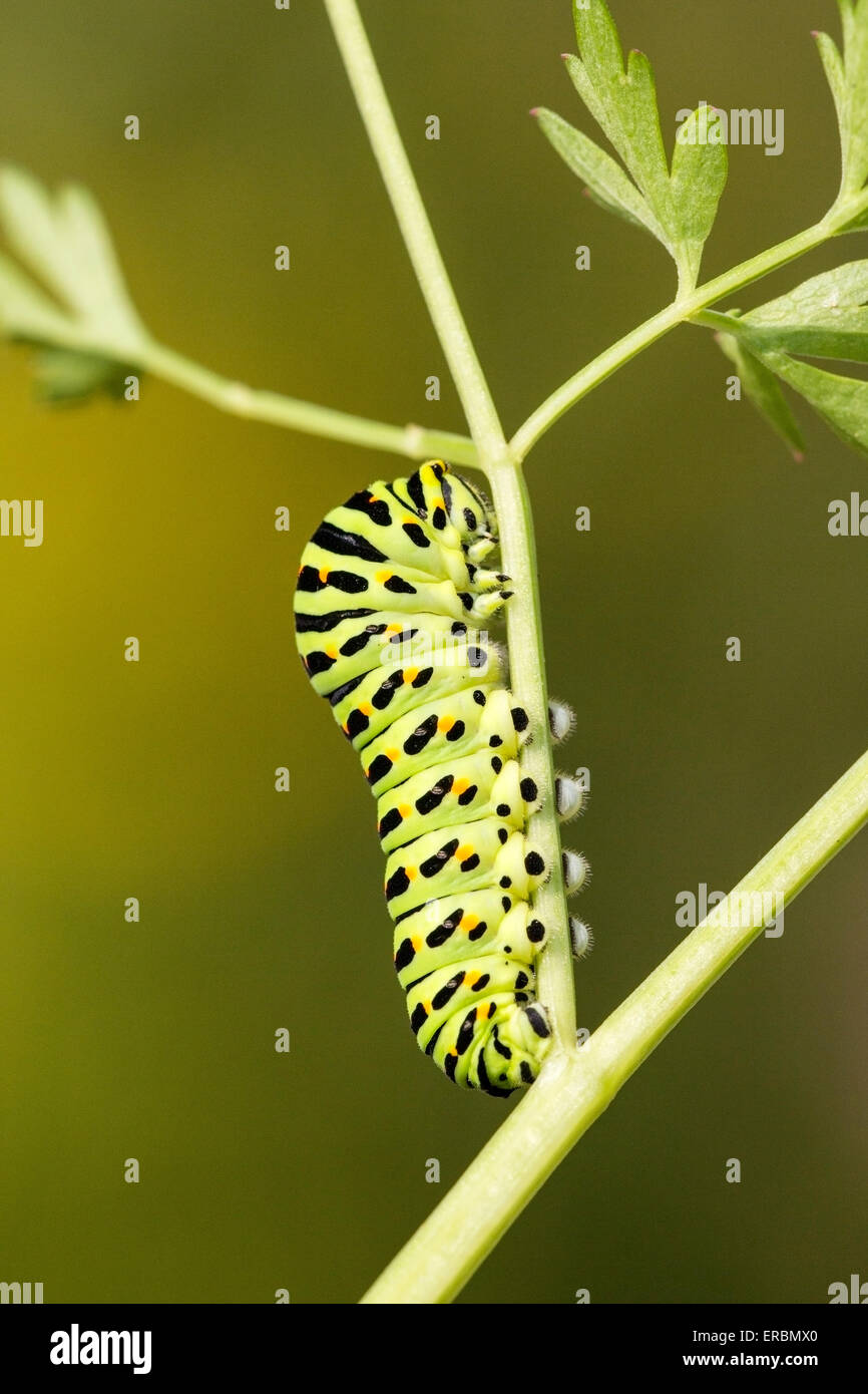 A coda di rondine (farfalla Papilio machaon) caterpillar (larva) alimentazione sul latte prezzemolo, Norfolk Broads, England, Regno Unito Foto Stock