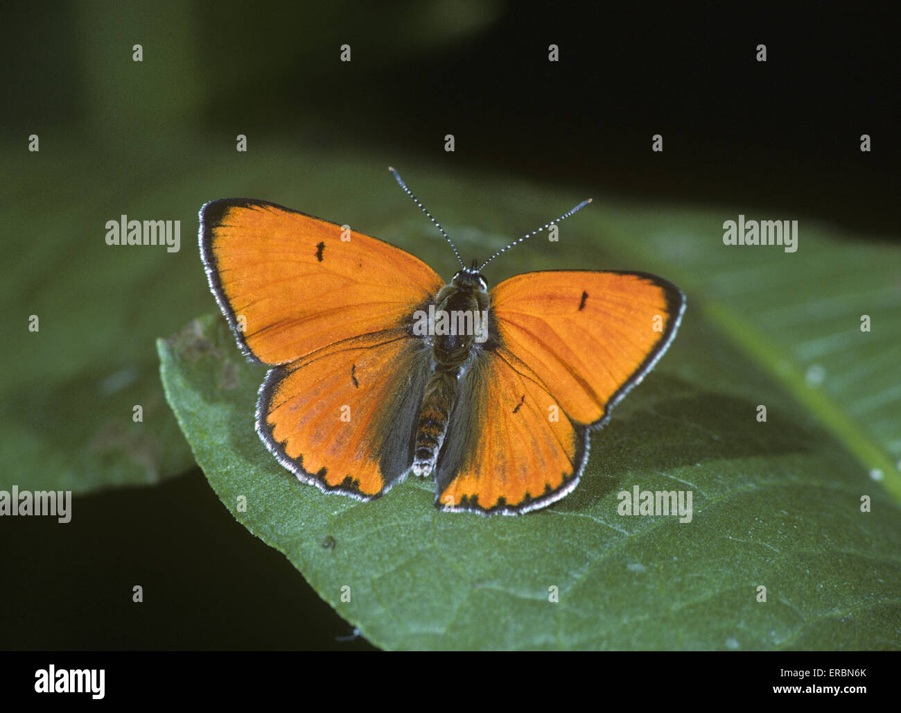 Rame di grandi dimensioni - Lycaena dispar batavus Foto Stock