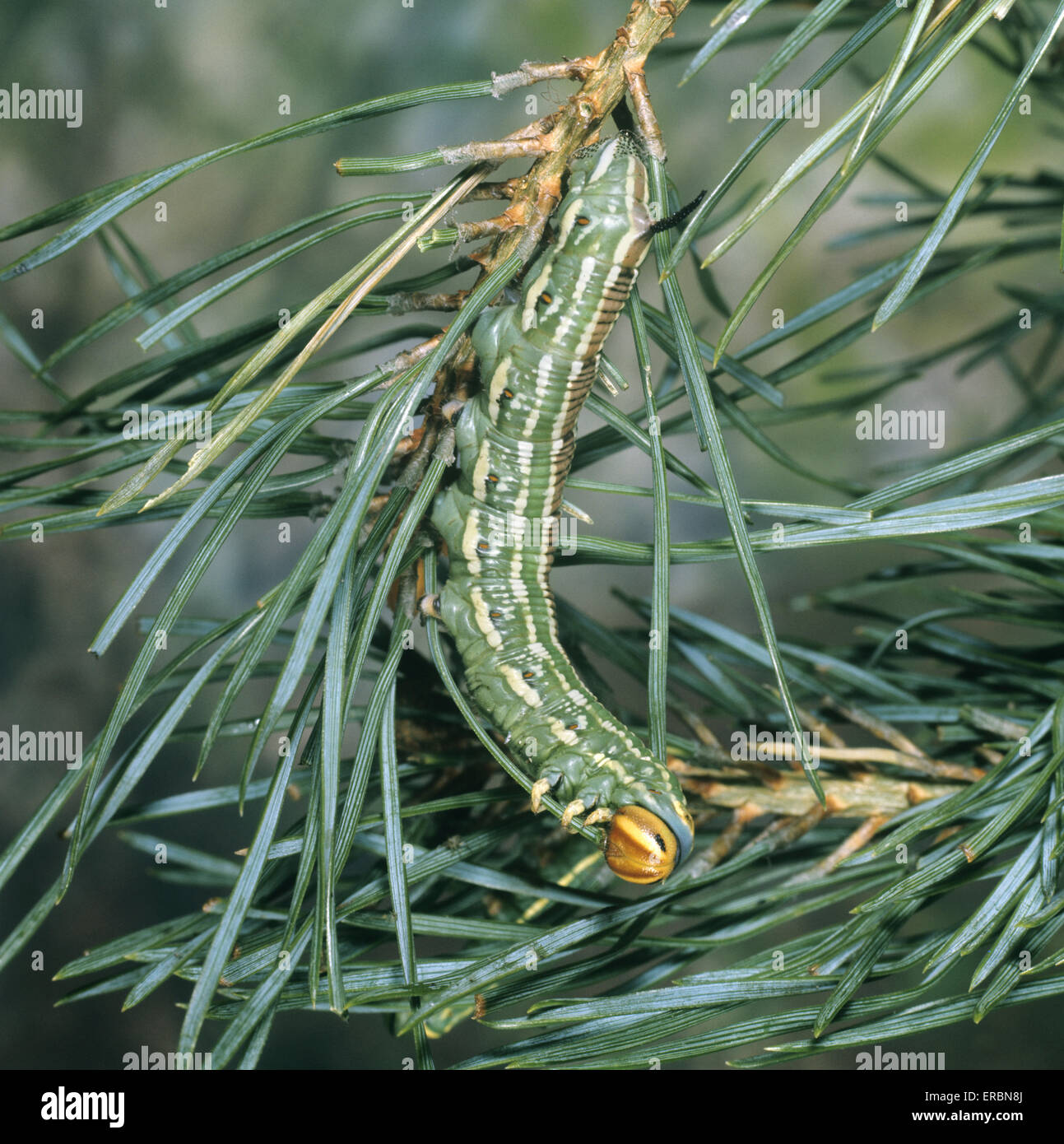 Pine Hawk-moth - Hyloicus pinastri - Larva Foto Stock