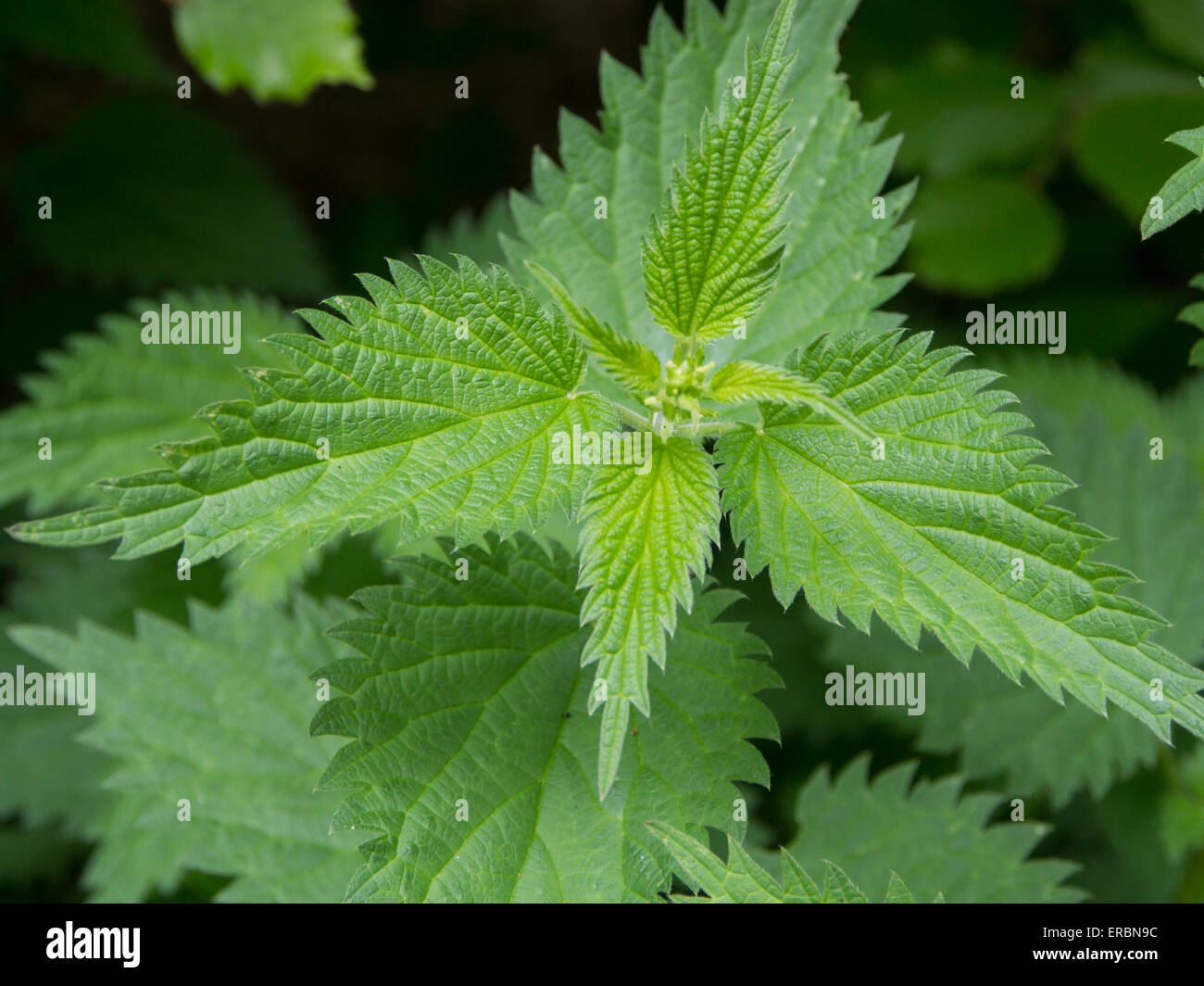 Ortica Urtica dioica Foto Stock