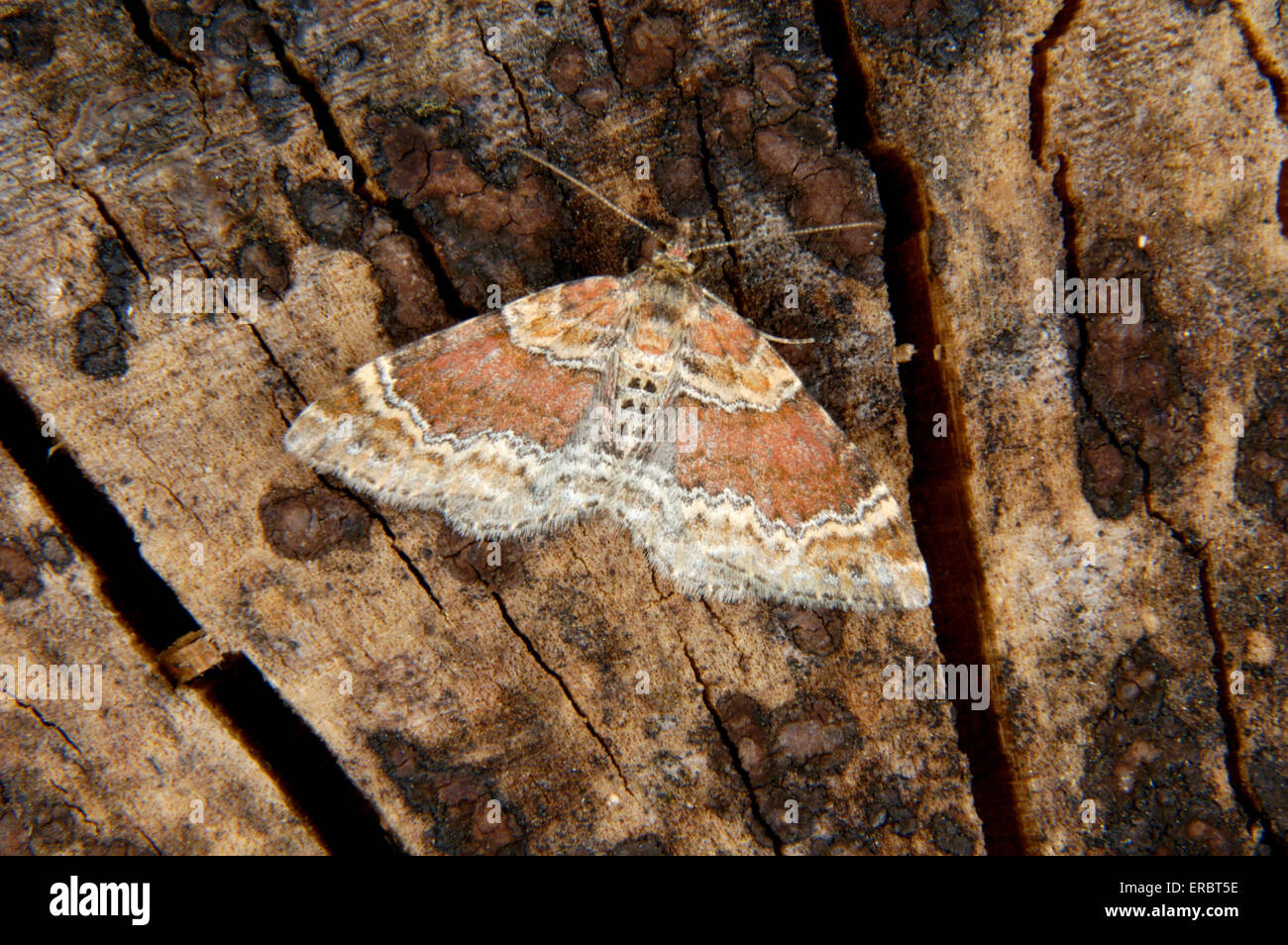 Red Twin-spot Carpet - Xanthorhoe spadicearia Foto Stock