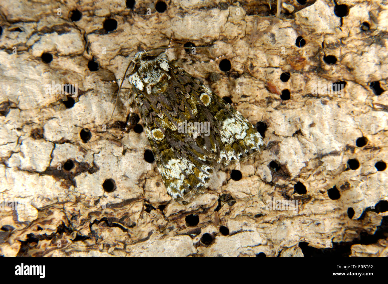 Coronet - Craniophora ligustri Foto Stock