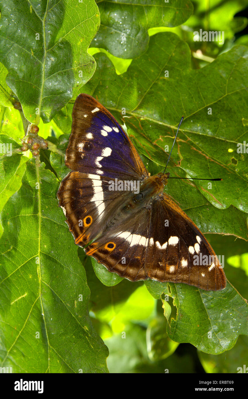 Viola imperatore - Apatura iris Foto Stock