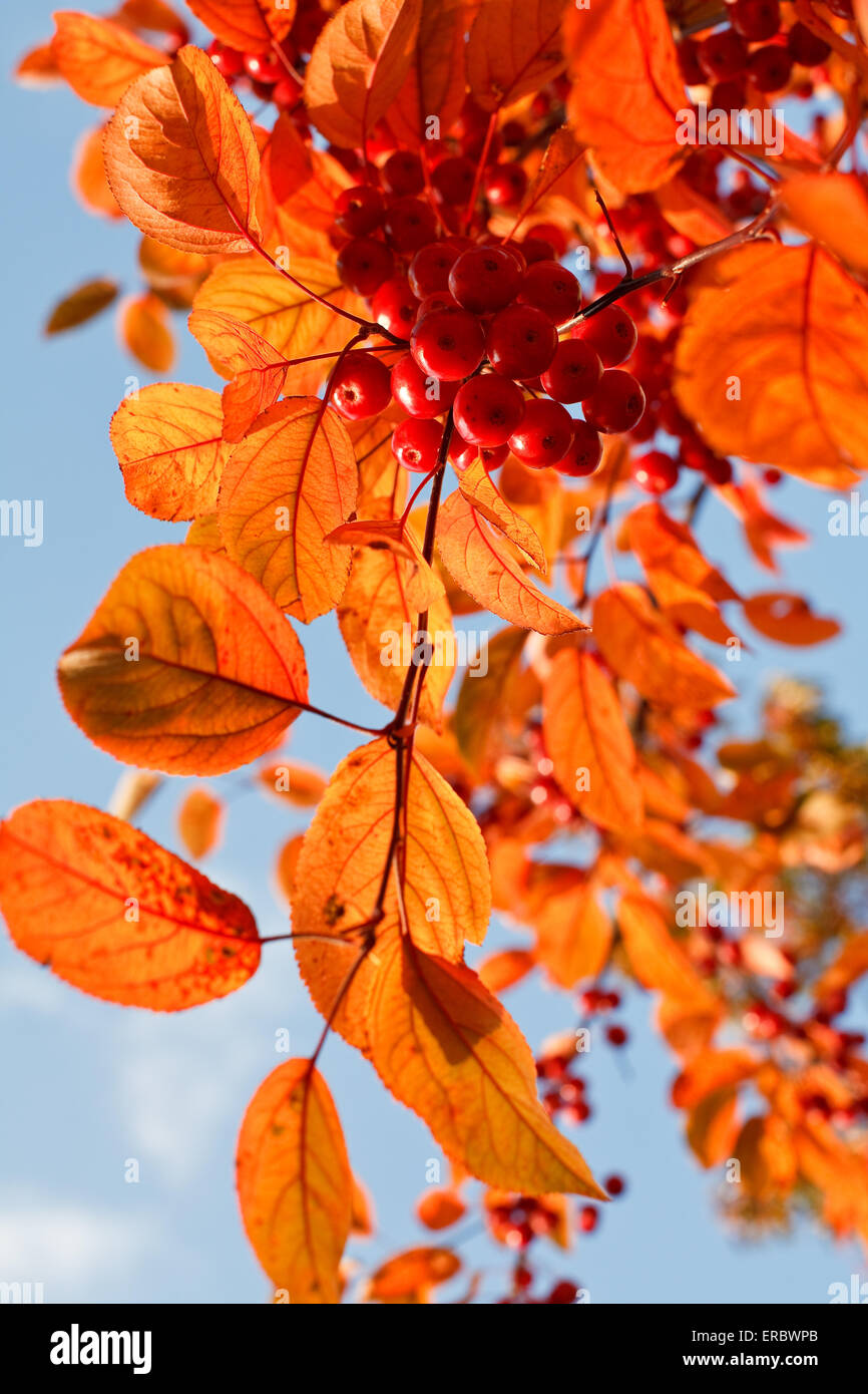 Colore arancio foglie e bacche rosse contro blu cielo di ottobre Foto Stock