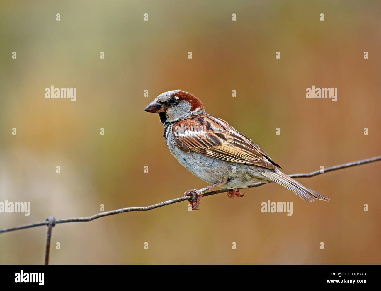 Casa passero su una recinzione Foto Stock