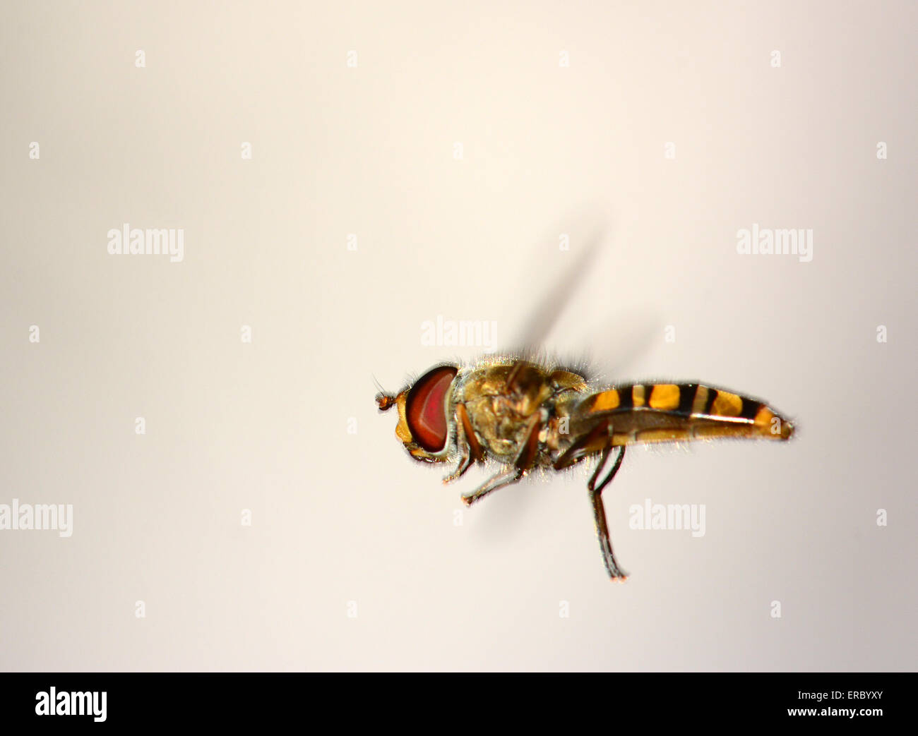 Passare il puntatore del mouse-volare a metà in aria Foto Stock