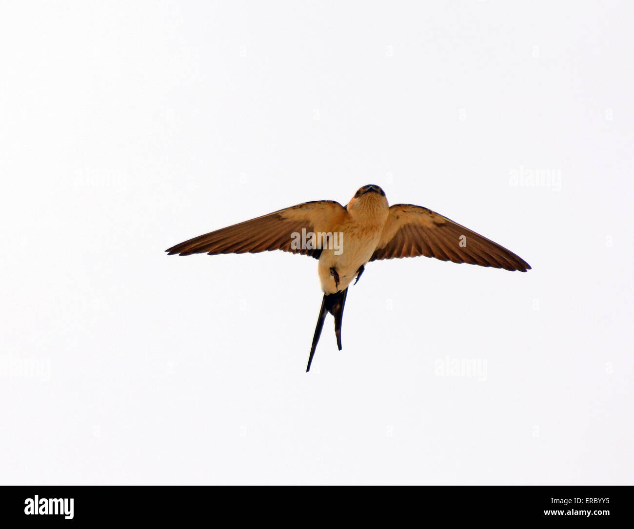 Volo di rondine Foto Stock