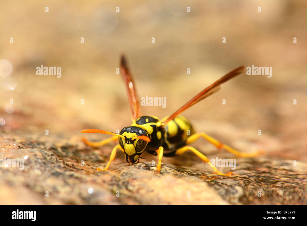 Wasp bere Foto Stock