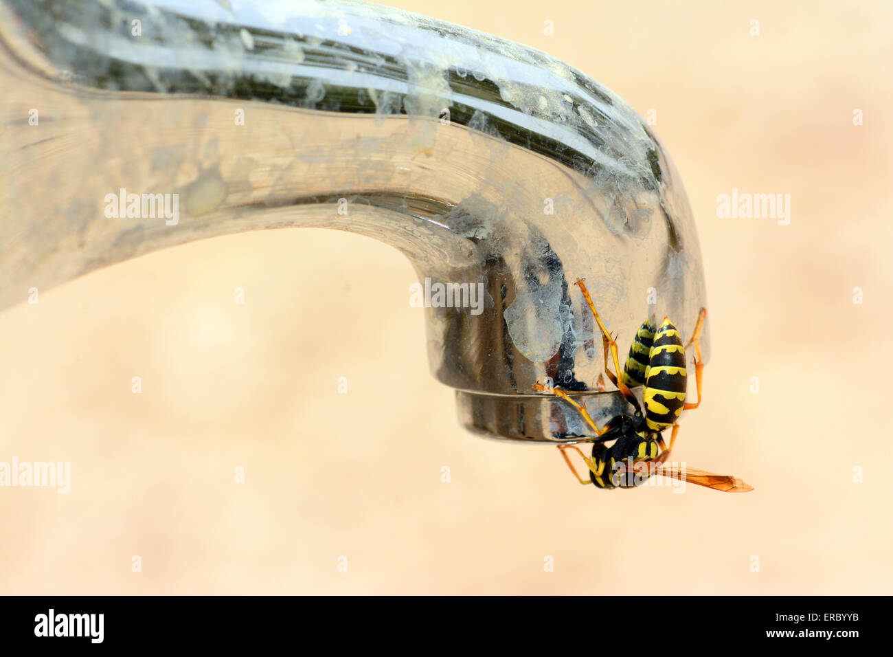 Wasp bere da un rubinetto Foto Stock