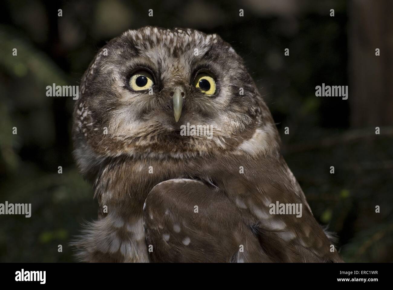 Boreal owl ritratto Foto Stock