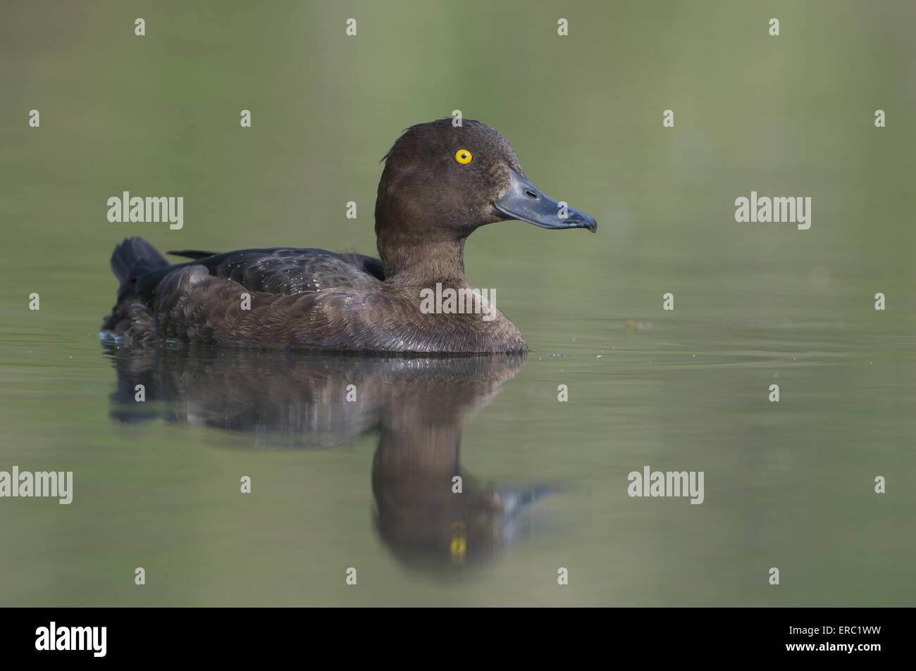 Aythya fuligula Foto Stock