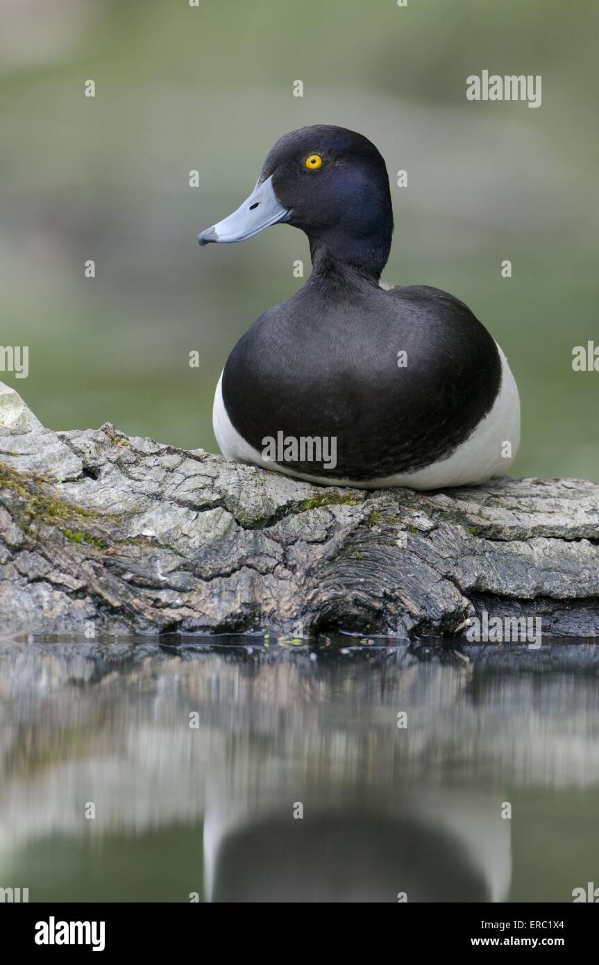 Aythya fuligula Foto Stock