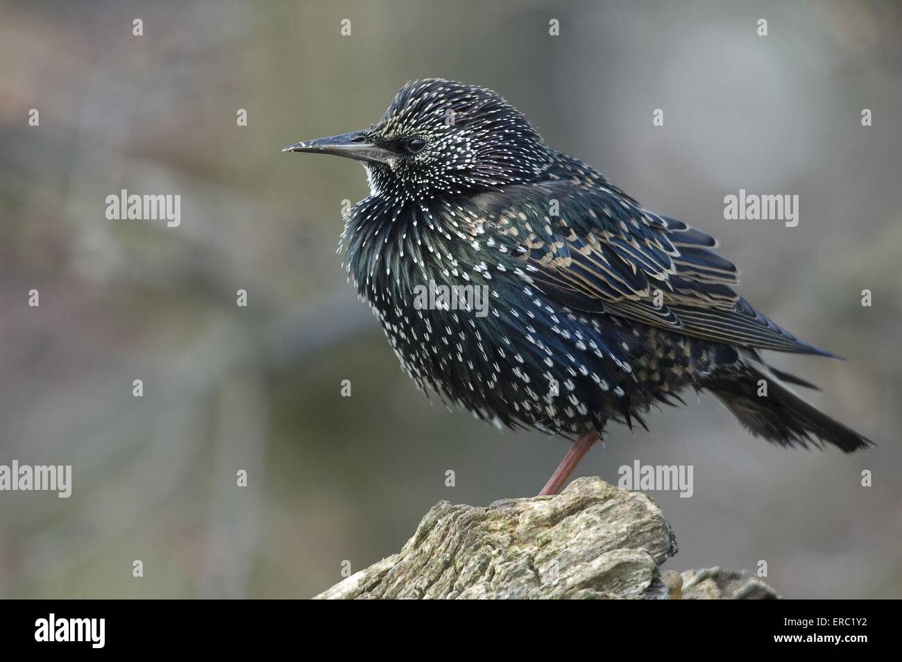 Starling europea Foto Stock