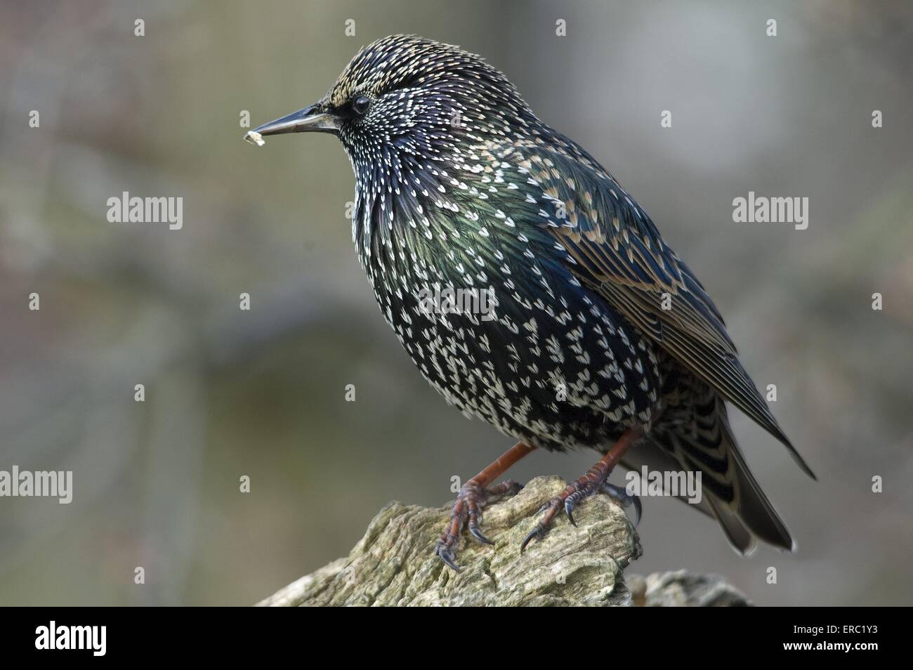 Starling europea Foto Stock