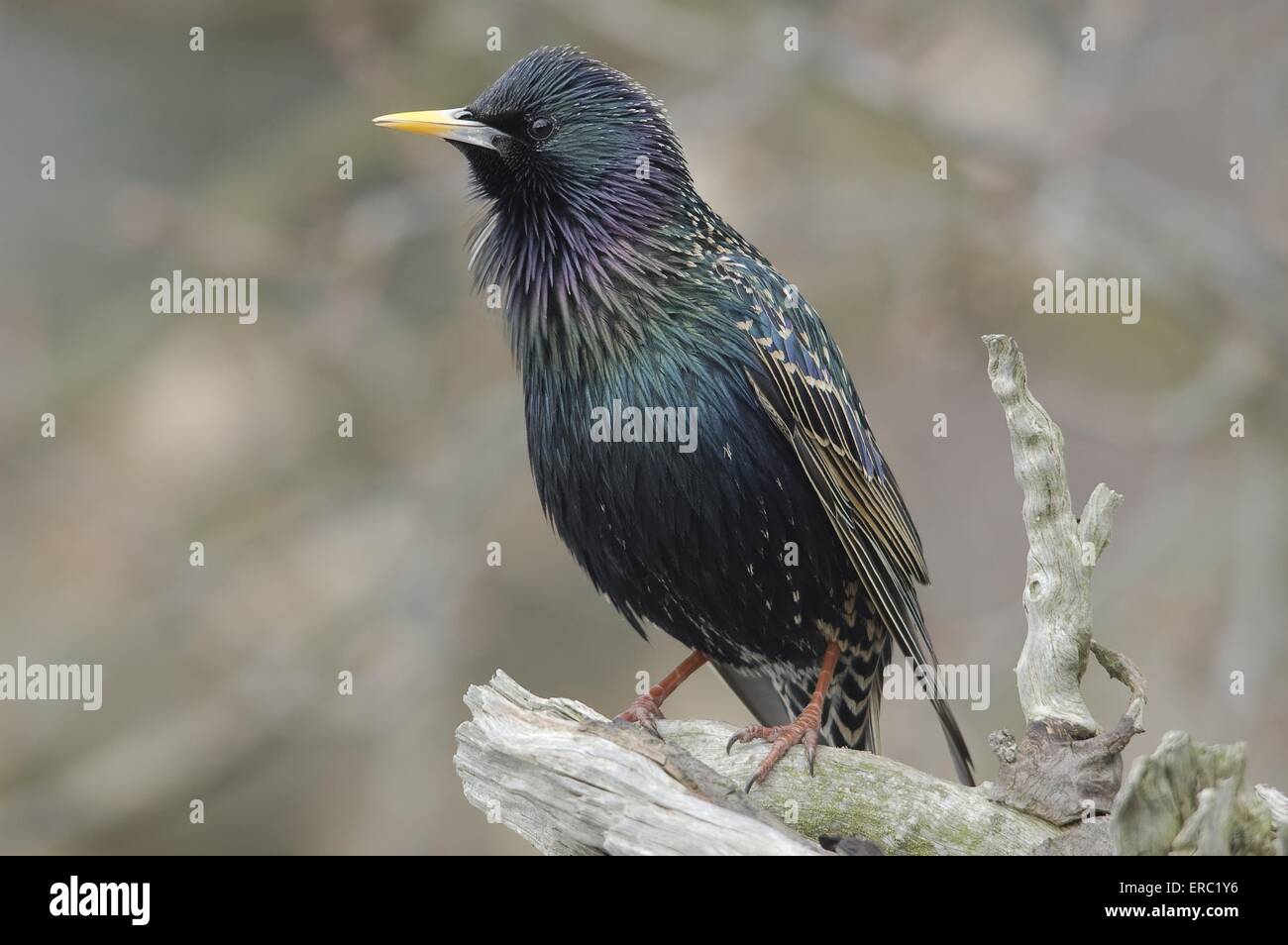 Starling europea Foto Stock
