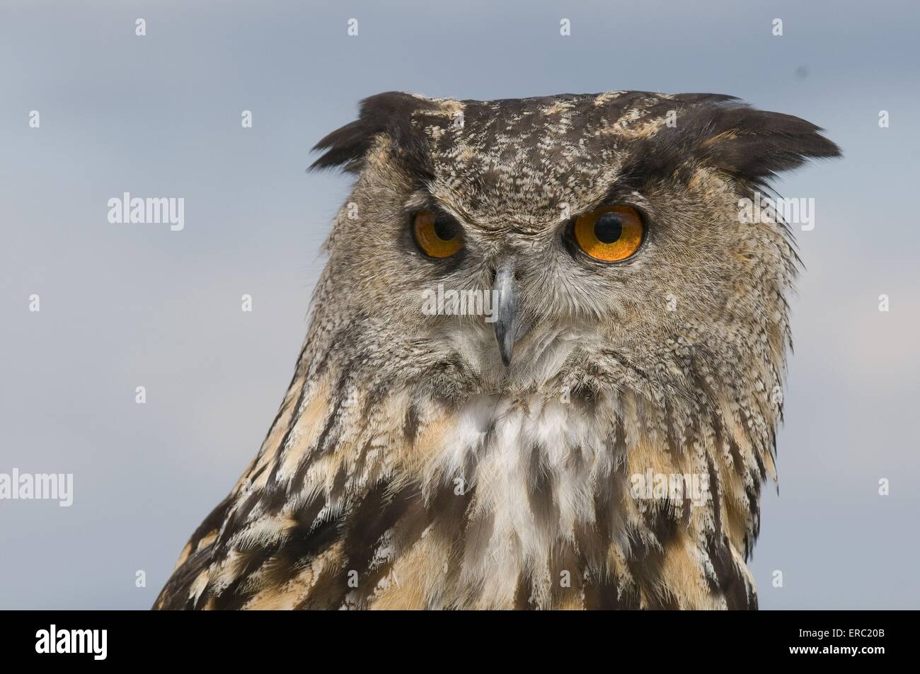 Gufo reale ritratto Foto Stock