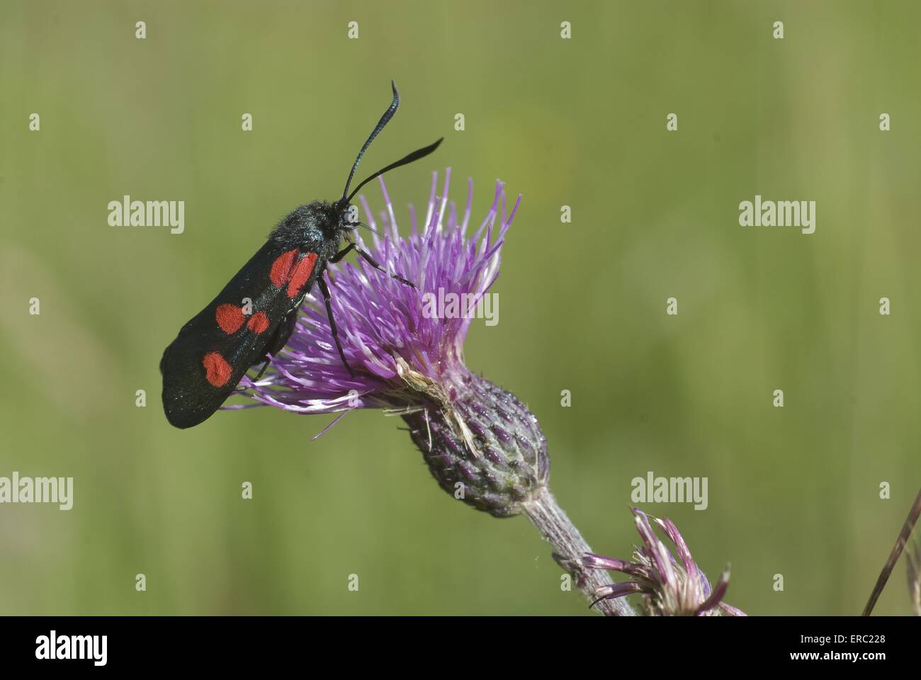 Sei-spot burnett moth Foto Stock