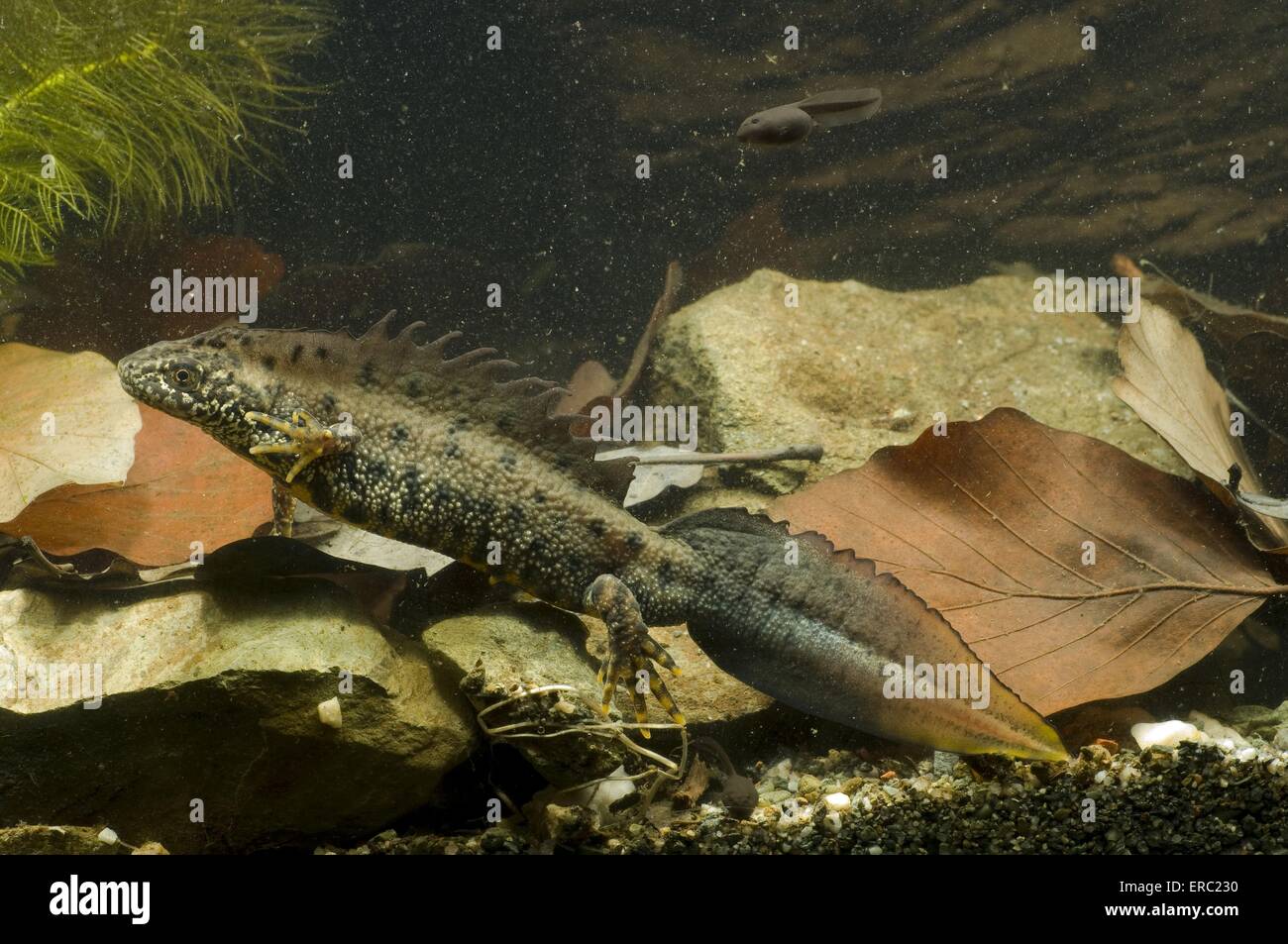 Warty newt Foto Stock