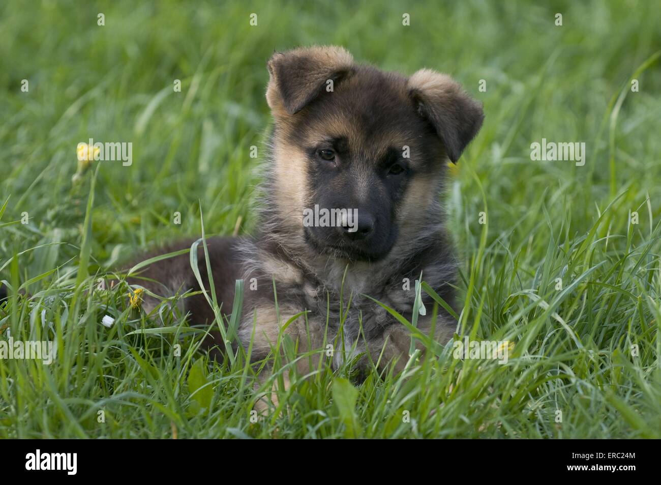 Pastore Tedesco cucciolo Foto Stock