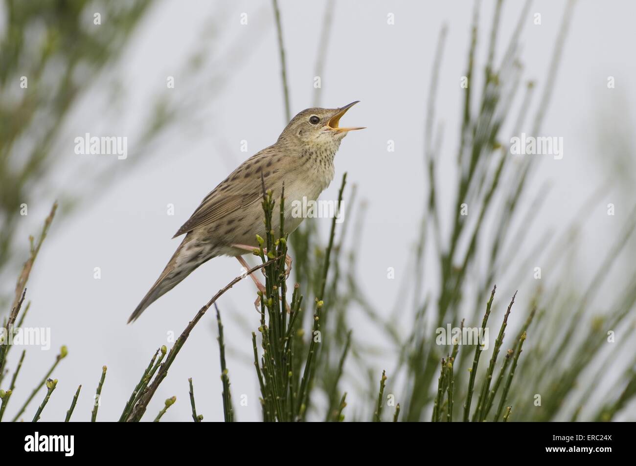 Grasshopper comune trillo Foto Stock