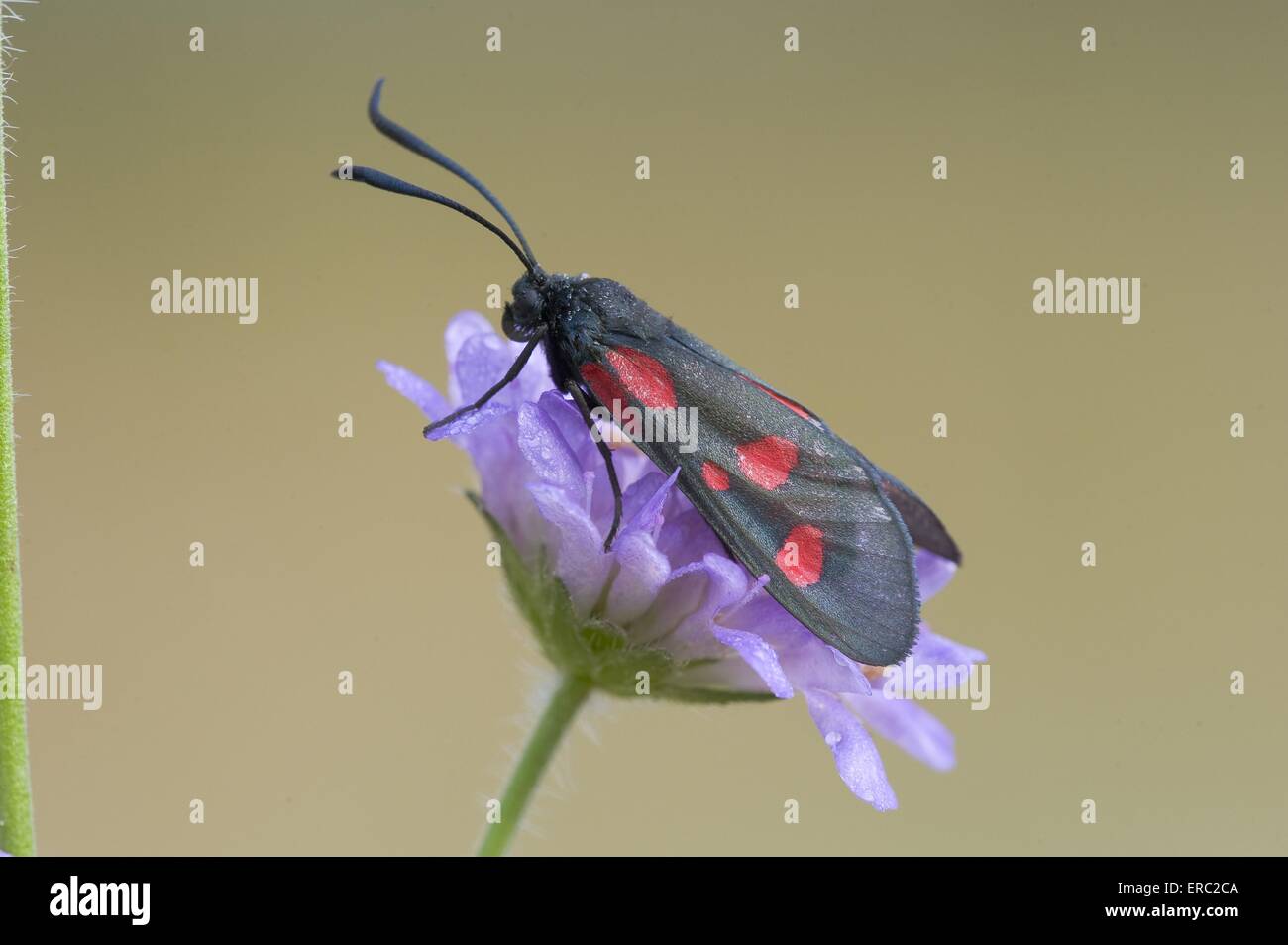 Sei-spot burnett moth Foto Stock
