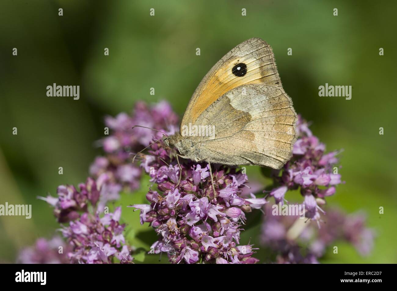 Prato farfalla marrone Foto Stock