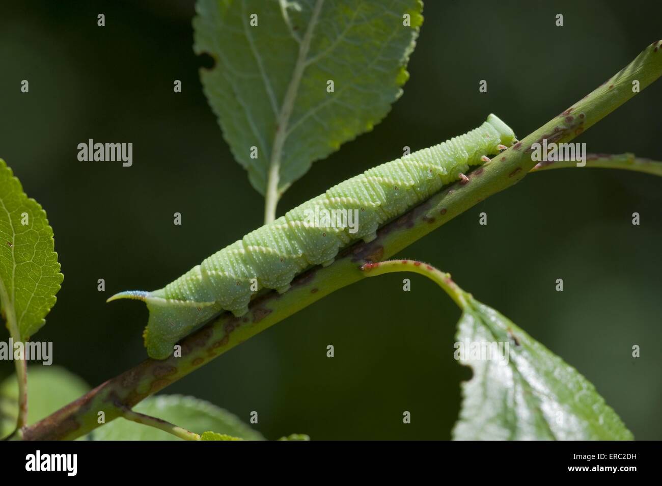 hawkmoth calce Foto Stock