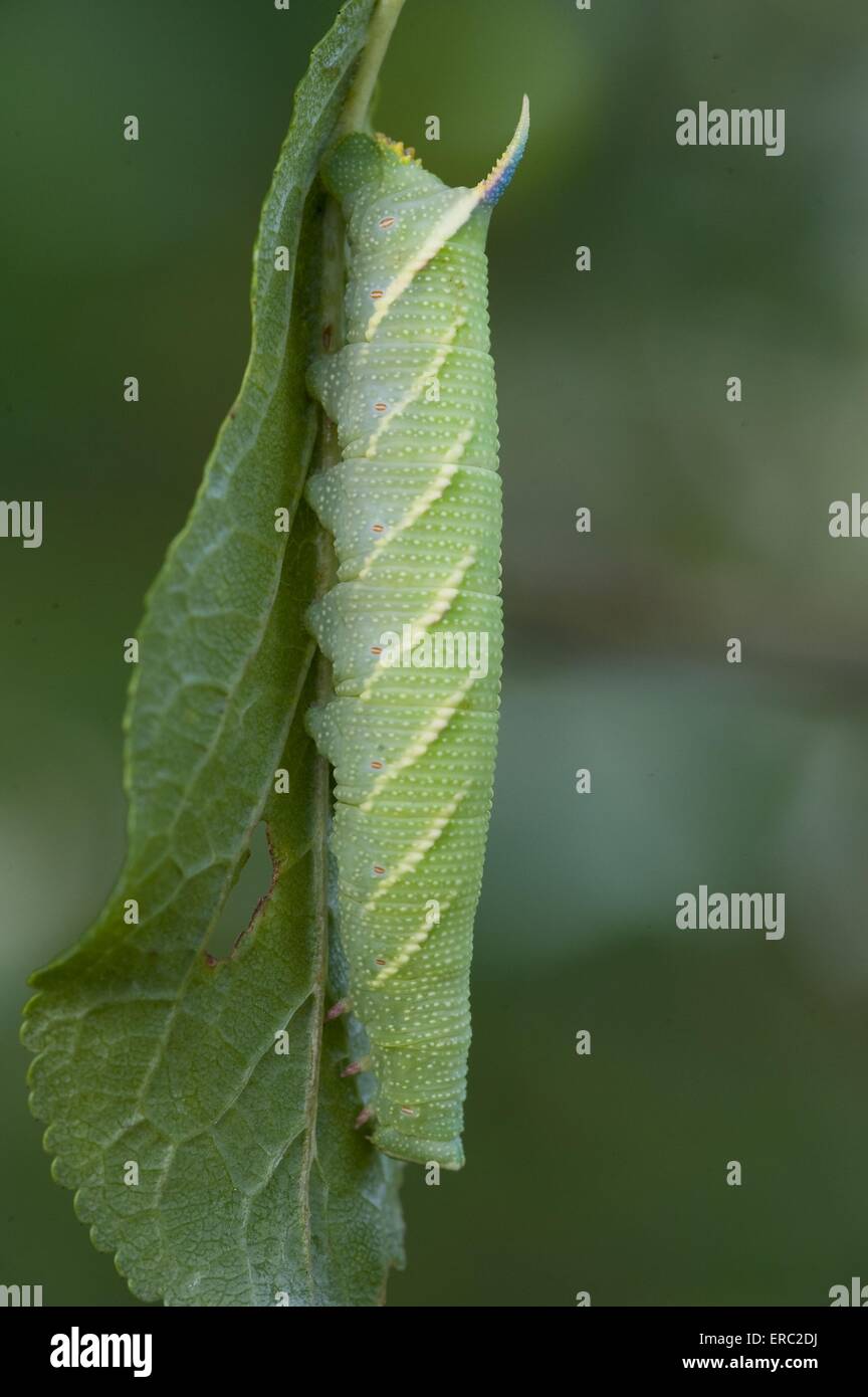 hawkmoth calce Foto Stock