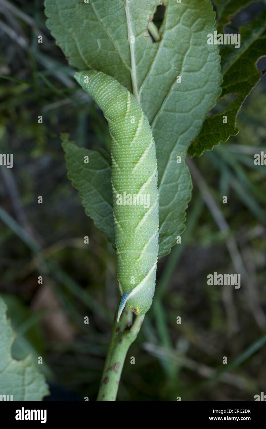 hawkmoth calce Foto Stock